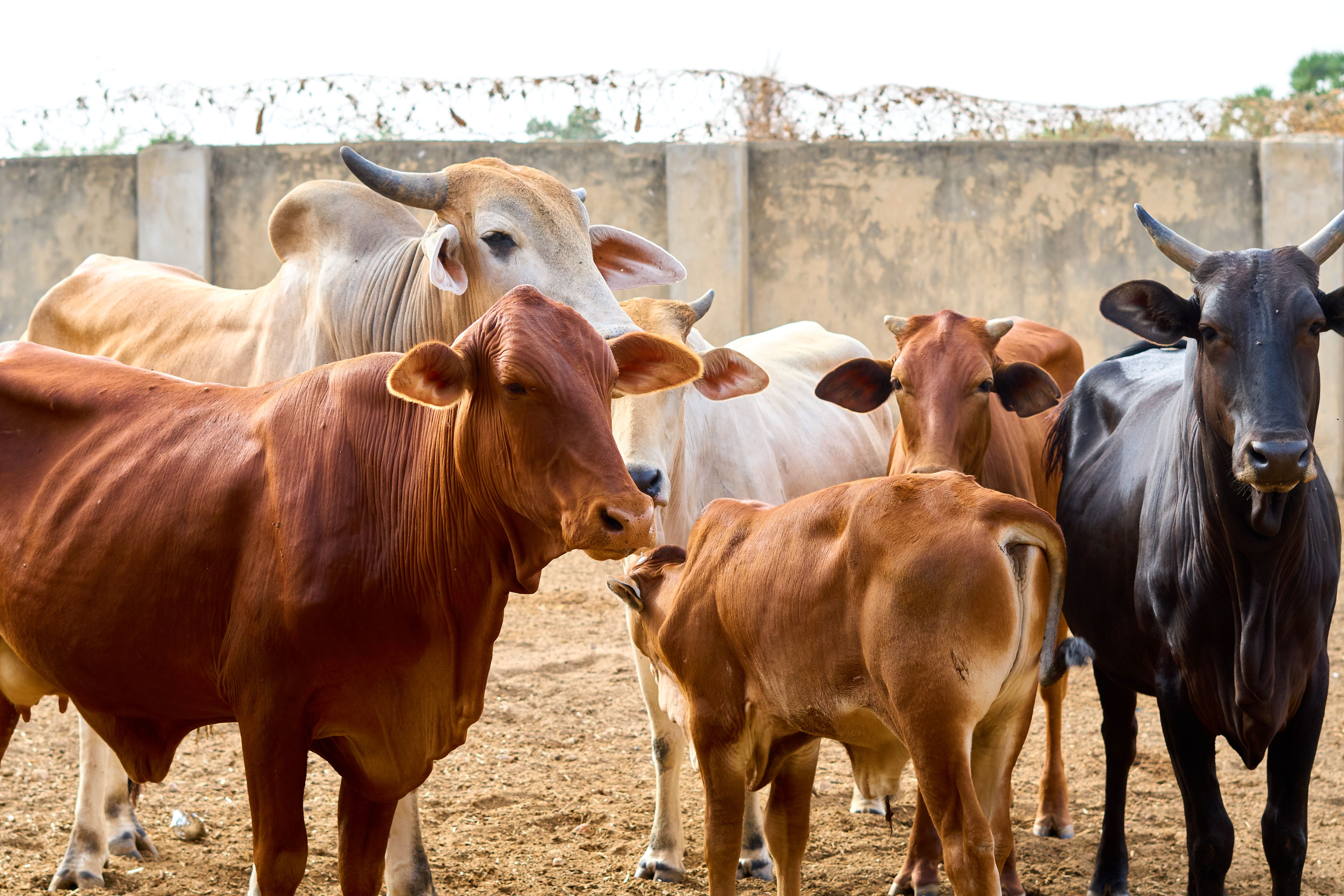Cows