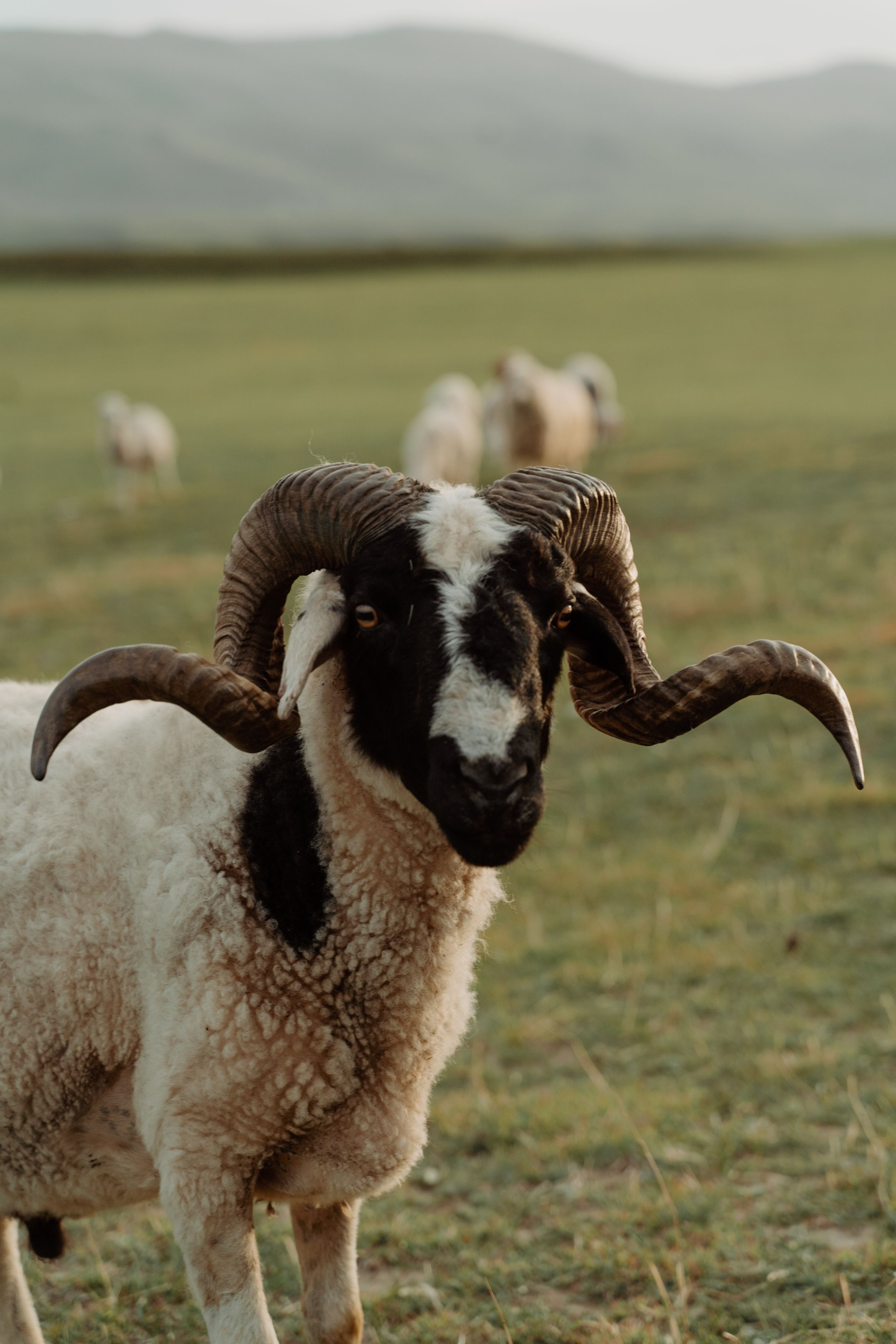Rams